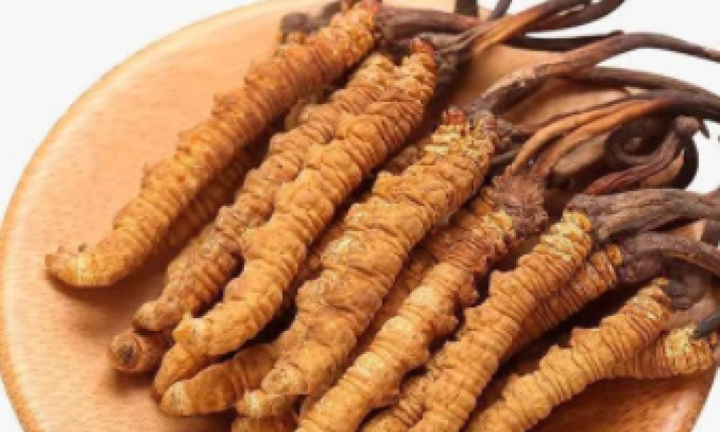 Caterpillar Fungus who