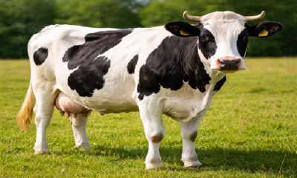What is a Cow? | Top Facts and Importance of Cow (Article)