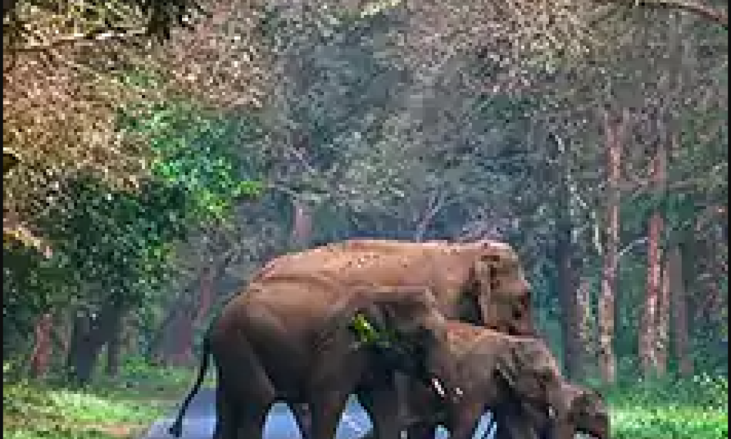 Dooars Tour Package from Siliguri: What to Explore Tea Gardens, Rivers & Jungle Trails