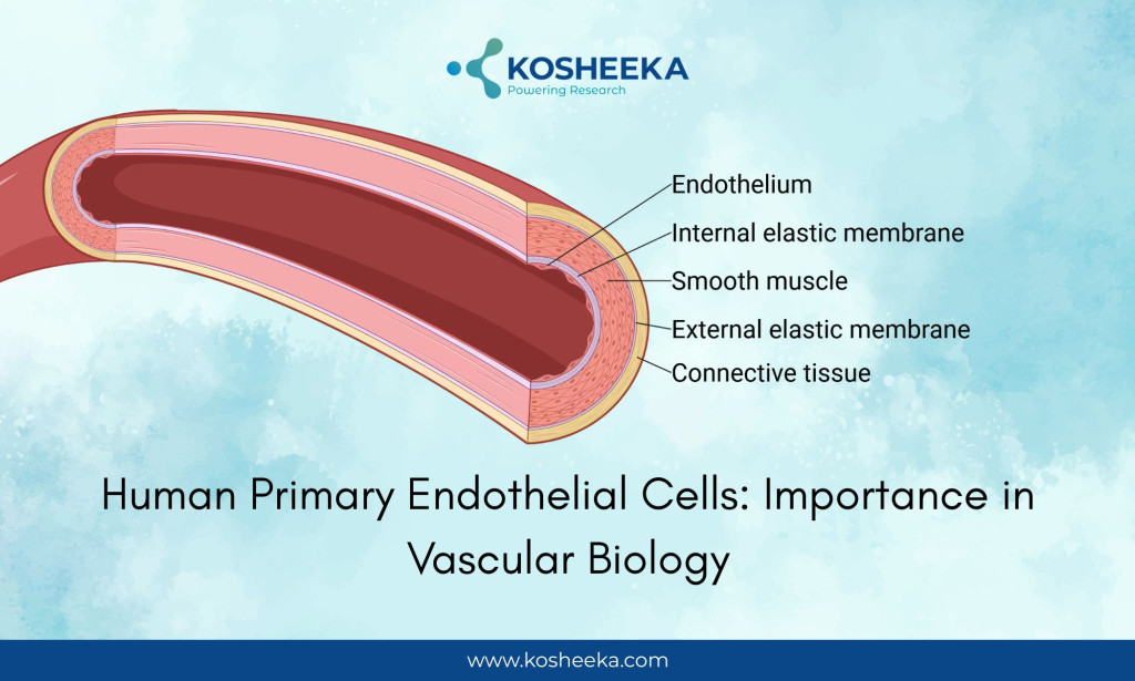 What Human Primary Endothelial Cells: Importance in Vascular Biology