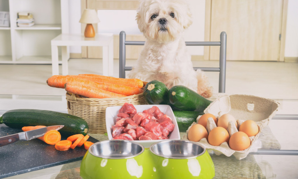 Top 10 Complete Guide to Dog Grooming Essentials for a Healthy and Happy Pet
