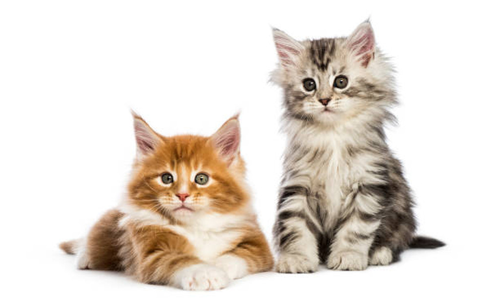 How to Avoid Online Scams with Maine Coon Kittens for Sale