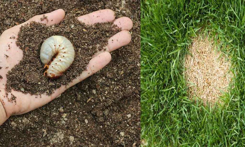 How to Protect Surrey Estate Turf and Property Values