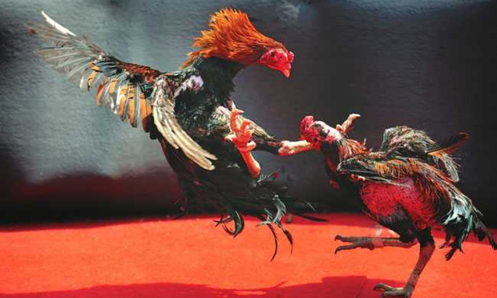 How to Play GullyBET Cockfighting Game Online