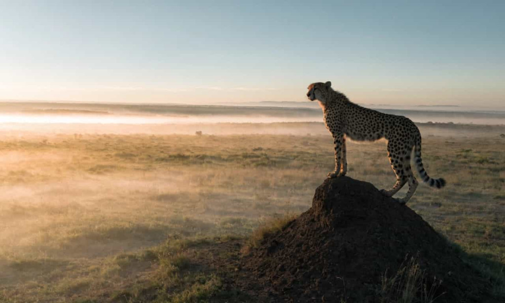 What is Tanzania Safari: A True Encounter With Africa’s Wild Landscapes