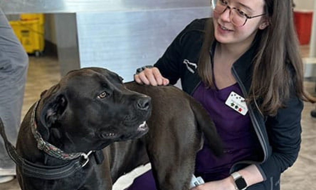 Top Reasons Pets End Up at an Emergency Vet Clinic