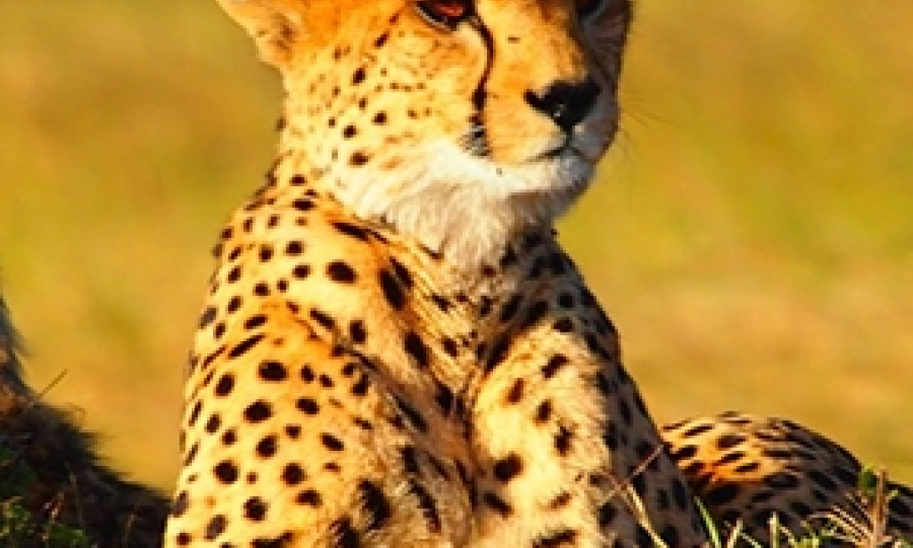 How to Choose the Best Kenya Safari Package for Your Holiday