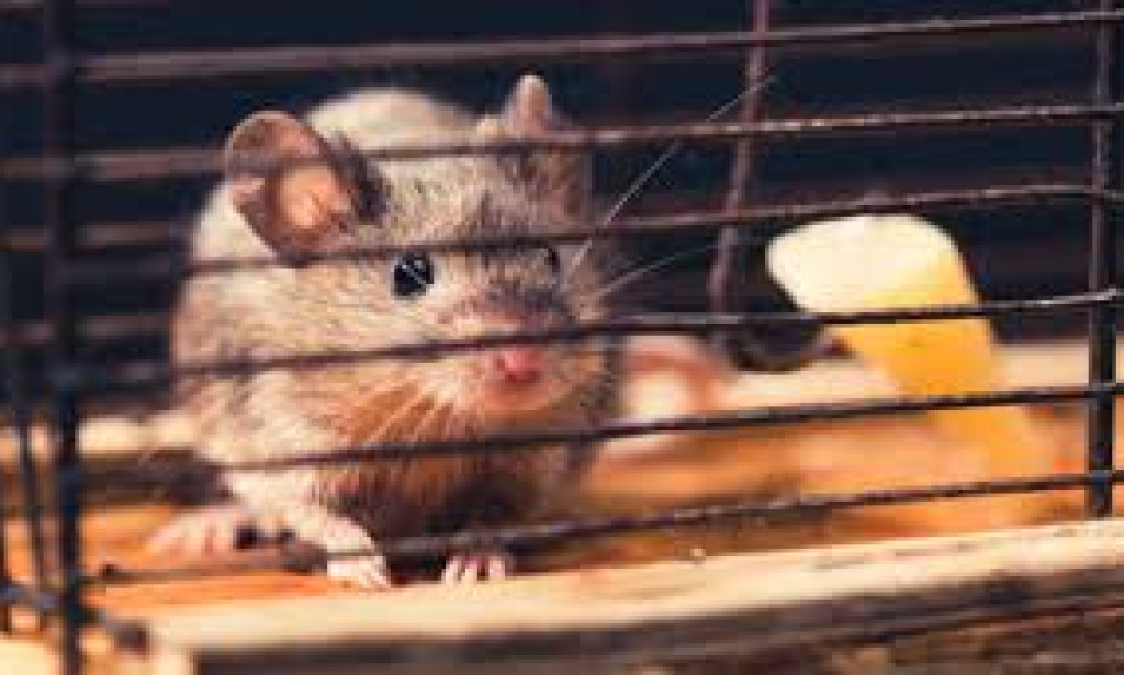 What Happens Inside Your Walls When You Keep Delaying the Call to a Rodent Control Professional