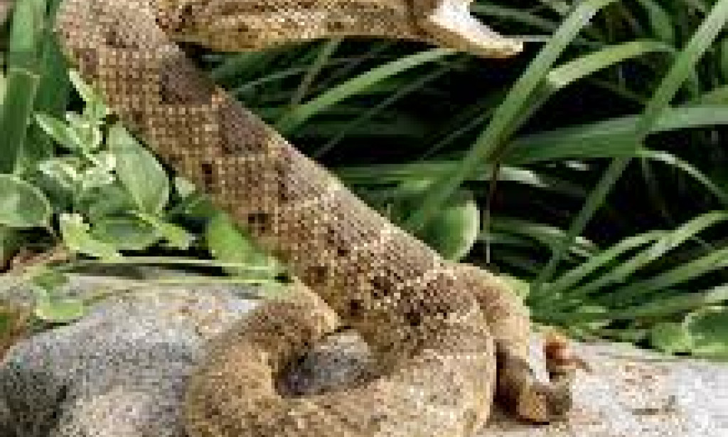 What is RATTLE Snake