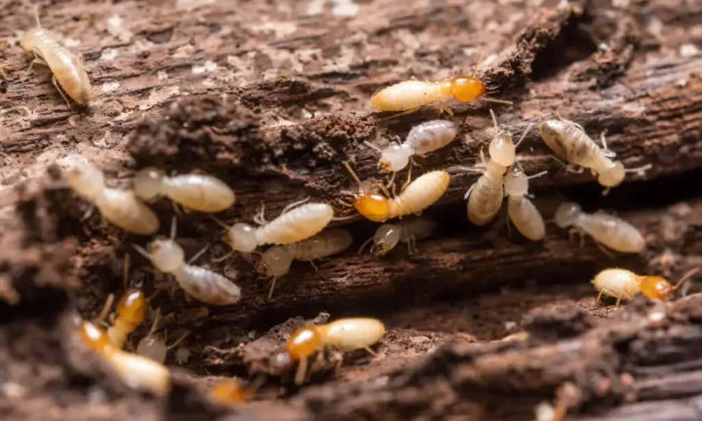 How Can Professional Termite Control Services Protect Your Property in Lahore?