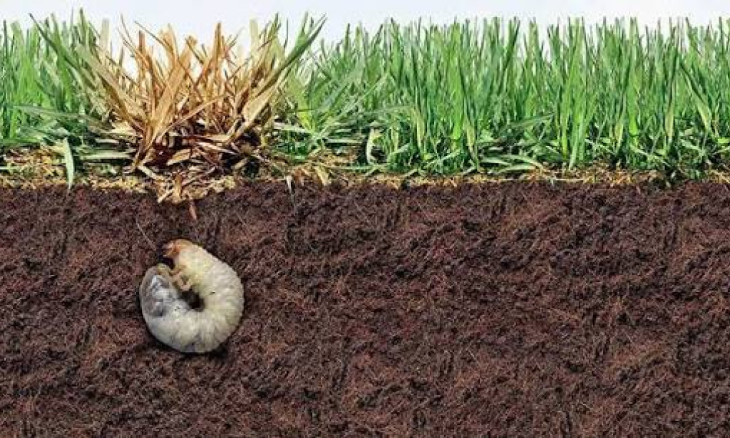 How High-End Abbotsford Estates Invest in Soil Health
