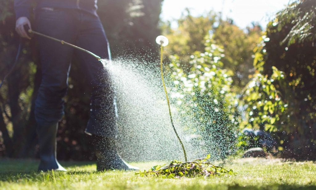 How to Summer Lawn Care Guide for Modern BC Estates