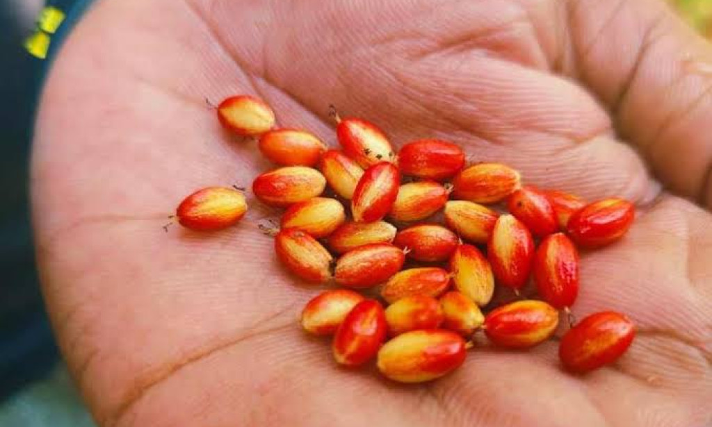 How to Use Botanical Characteristics of Erythroxylum Coca Seeds
