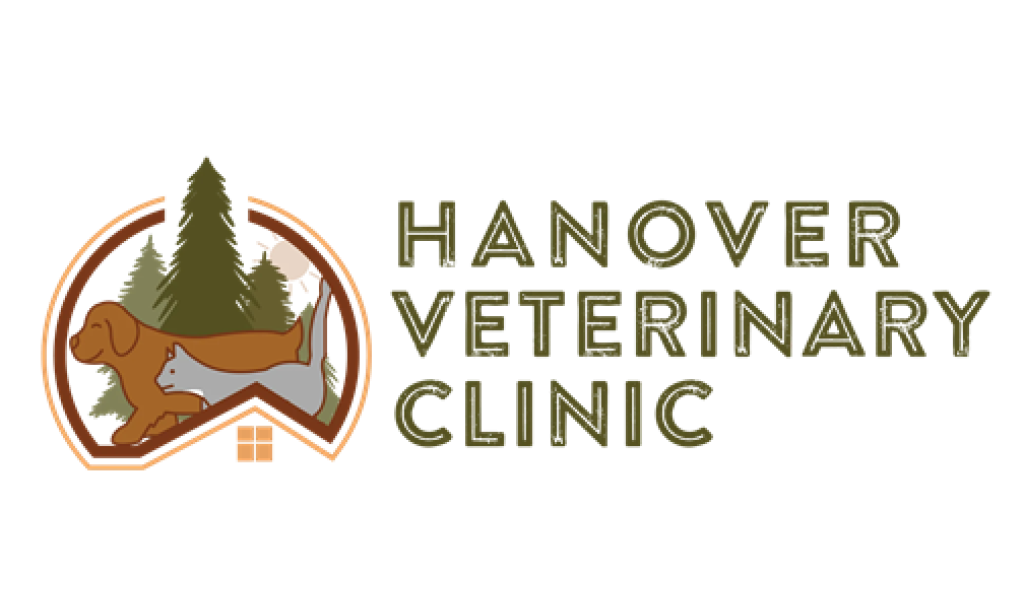 What to Expect From Comprehensive Veterinary Care for Your Pet