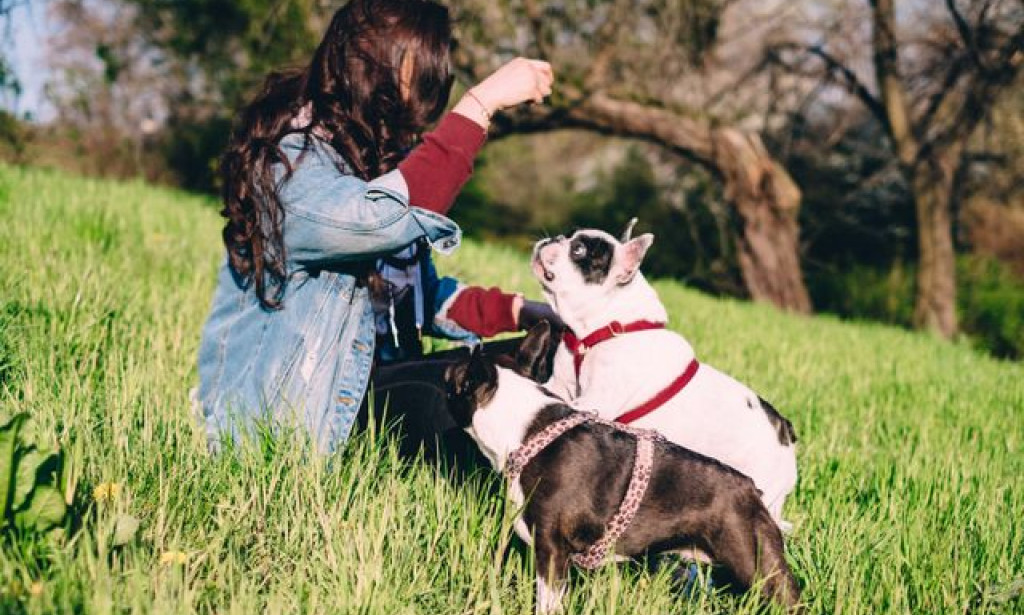 What Makes Dog Training Princeton NJ the Best Choice for Dogs and Puppies in Mercer County