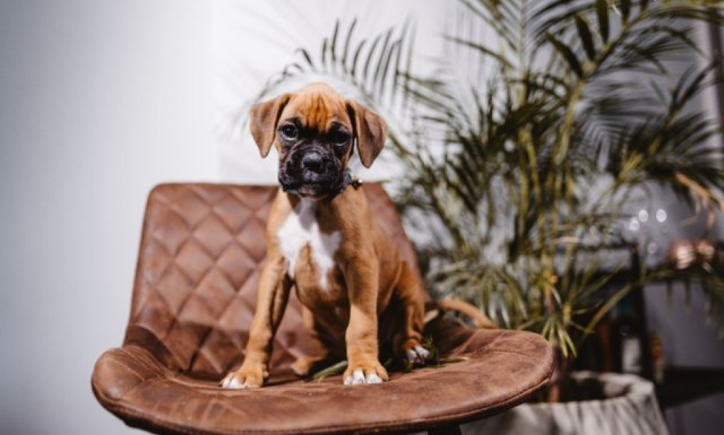 When Is the Right Time to Begin Puppy Training Charlotte NC?