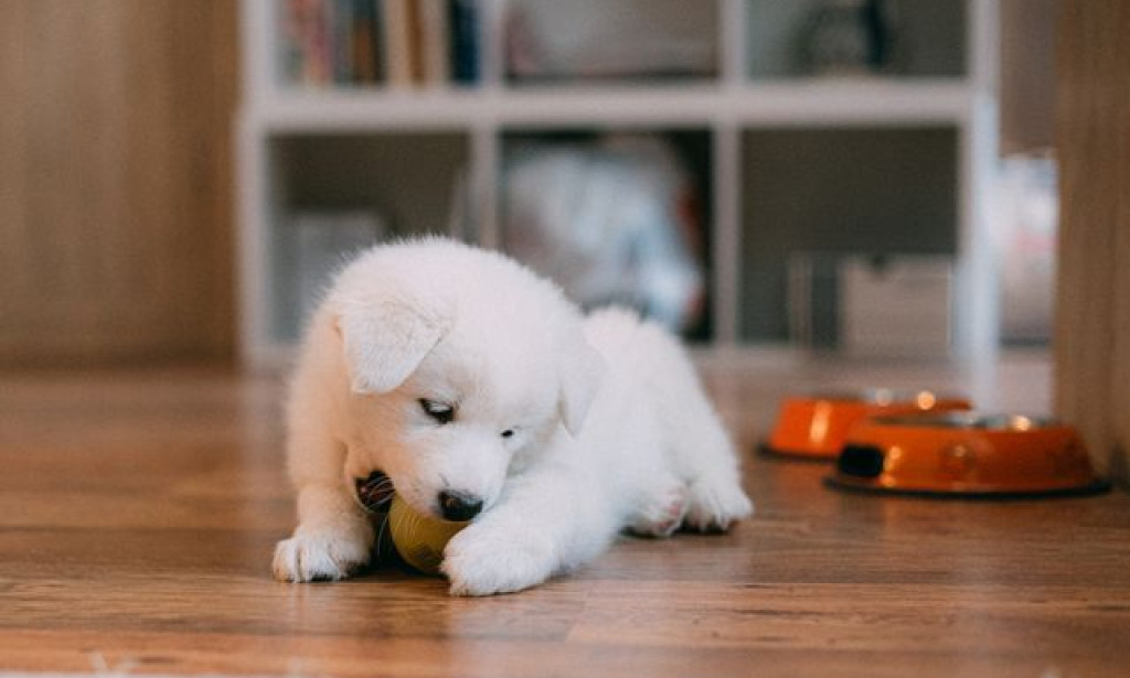 Where to Find Puppy Training Louisville KY to Give Your Puppy the Best Start in Life