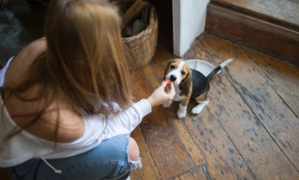 What Puppy Training Boulder CO Means for Giving Your Puppy the Best Start in Life