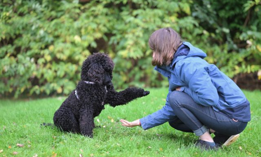 How Dog Training Near Me in Boston MA Helps Create Better Family Dogs