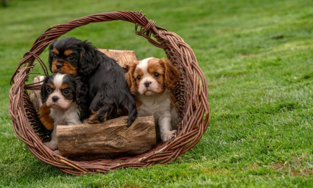 How Puppy Training Memphis TN Builds a Well-Behaved Puppy