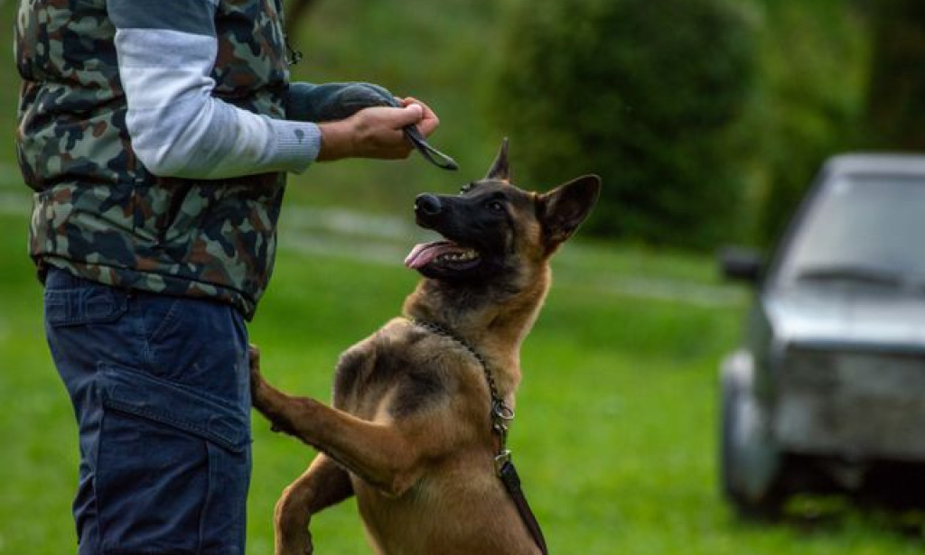 What Every Dog Owner Should Know About Dog Training Sierra Vista AZ