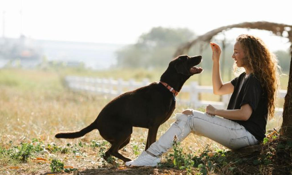 When Dog Training Atlanta GA Differs for City Dogs and Rural Dogs