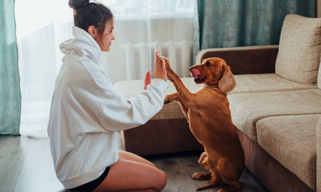 When to Start Puppy Training New Orleans LA for an Energetic Puppy
