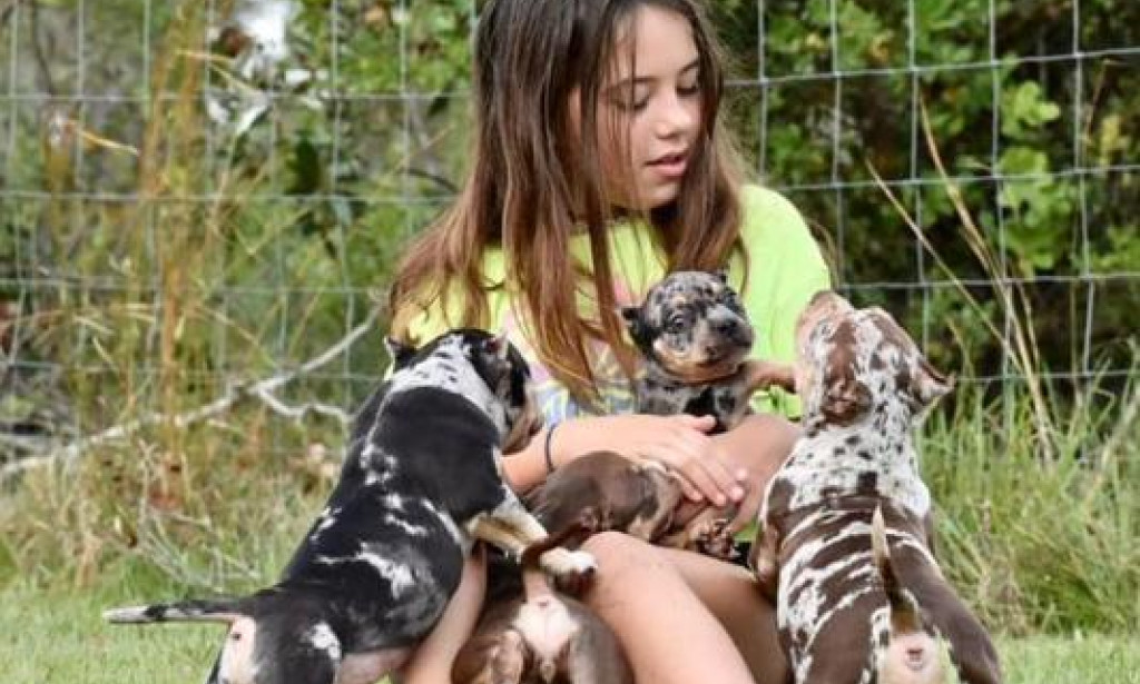 Top 10 American Bully for Sale – Cute Puppies with Great Temperament