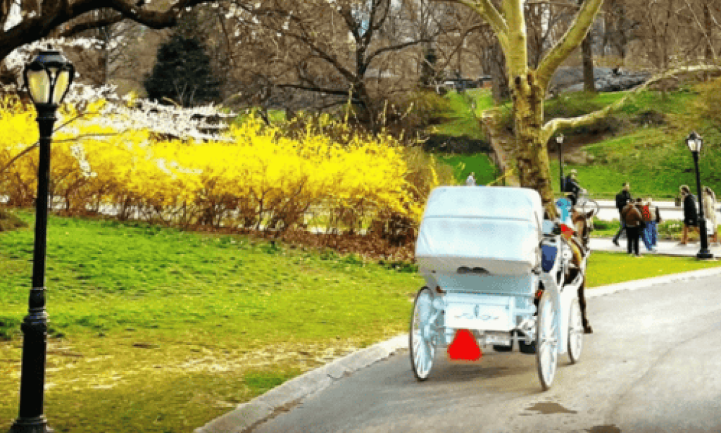What Should You Bring on an NYC Horse Carriage Ride To Make It Memorable?